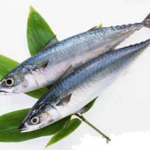 新鲜鲜活野生鲐鱼青条鱼青占鱼